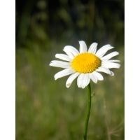White and yellow flower; Daisy Asteraceae.