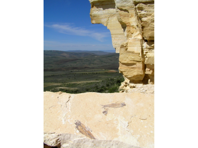 Freeze/thaw action fractures rock revealing the fossils.