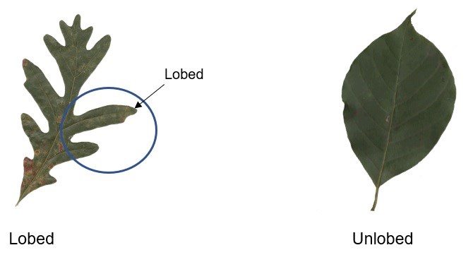 Comparing the shape of the leaves: (1) Lobed (Image of a green & brown White Oak leaf with a blue circle to indicate the lobed area of the leaf) and (2) Unlobed (Image of a dark green Persimmon [Fruit Tree] Leaf ).