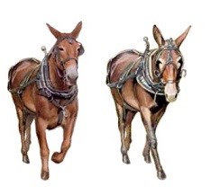Image of two mules from the New C&O Canal Junior Ranger Book; Lock & Key