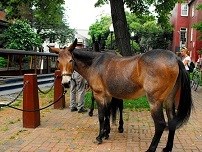 Mule on the C&O Canal.