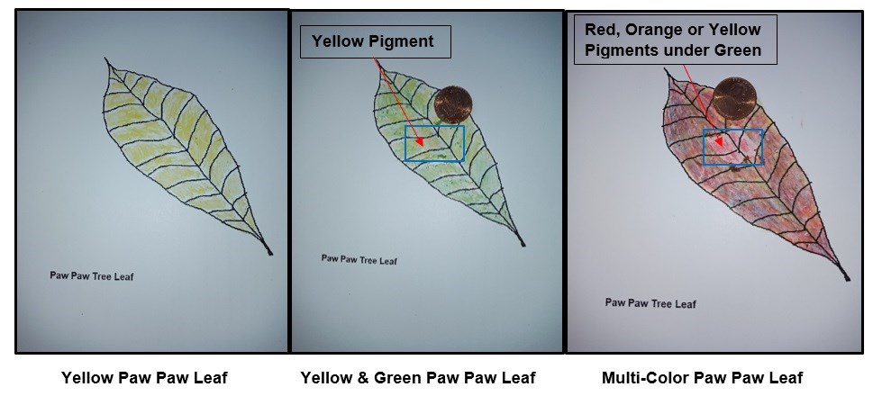 Collage of three different examples of colored Paw Paw Leaves. First image is of a Yellow Paw Paw leaf, the second image is of a yellow & green Paw Paw Leaf and the third image is of a multi-colored Paw Paw leaf. Image Credit: Intern Kelly Savannah