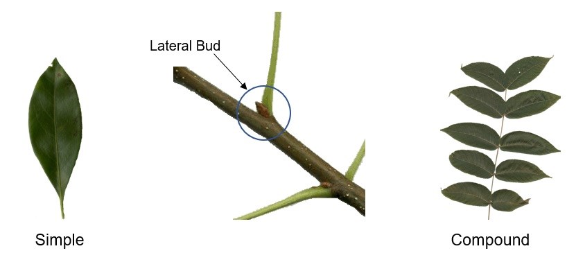 Comparing Simple leaves to Compound Leaves: (1) Simple Leaf (Image of a green Mtn. Laurel leaf), (2) Lateral bud (Image of a brown Northern Red Oak lateral bud & blue circle) and (3) Compound Leaves (Image of a green Black Walnut Leaf).