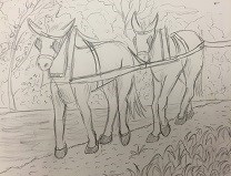 Student sketch of mules.