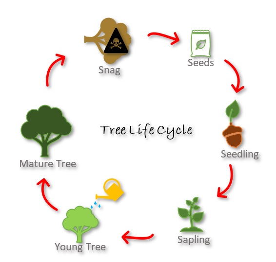 life cycle