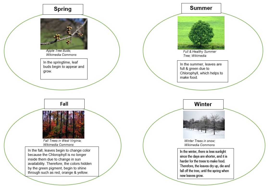 This diagram depicts the different seasons and what happens to tree leaves as the seasons change. There are four images within the circle diagrams. First; tree buds in spring, second; full bloom in summer,  third; colorful fall leaves & fourth; no leaves.