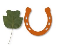 A green Tulip Poplar leaf and brown mule shoe.
