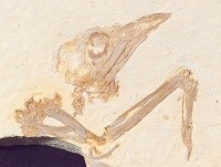 A light brown fossil on pale tan stone. The bottom right corner of the rock is missing. A bird skull with beak and large eye sockets sits above what is likely the wing bones.