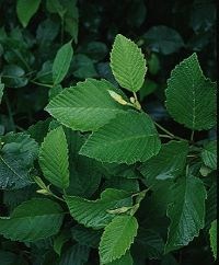Green leaves of a Speckled Alder tree.