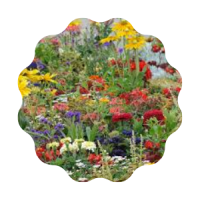 A colorful assortment of flowers in a field.