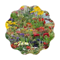 Flower Field A colorful assortment of flowers in a field.
