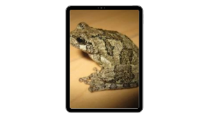 Gray treefrog.