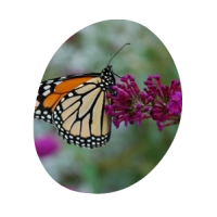 Monarch Butterfly Close-up view of a monarch butterfly.