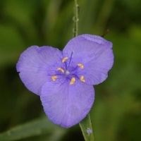 Close up of a blueish-purple flower with three heart-shaped petal and six yellow stamens.