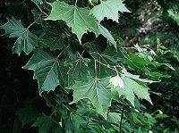 Green Sycamore tree leaves.