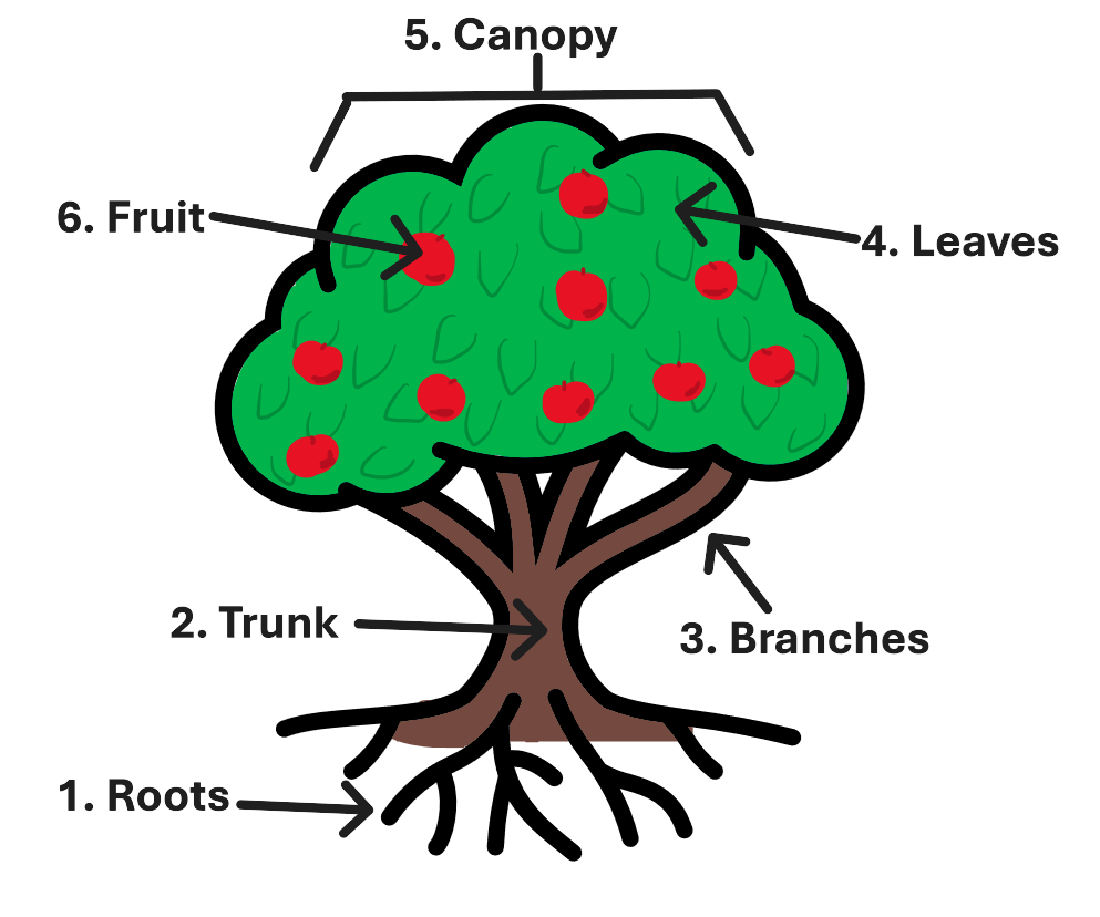 Illustration of a tree with six parts identified and labelled.