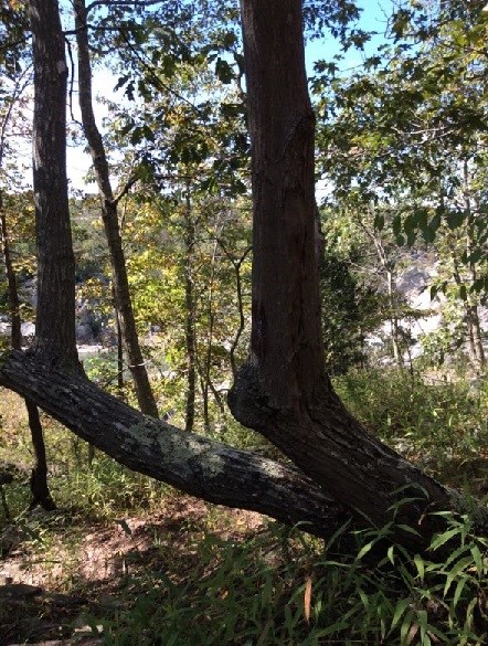 Trees affected by flooding