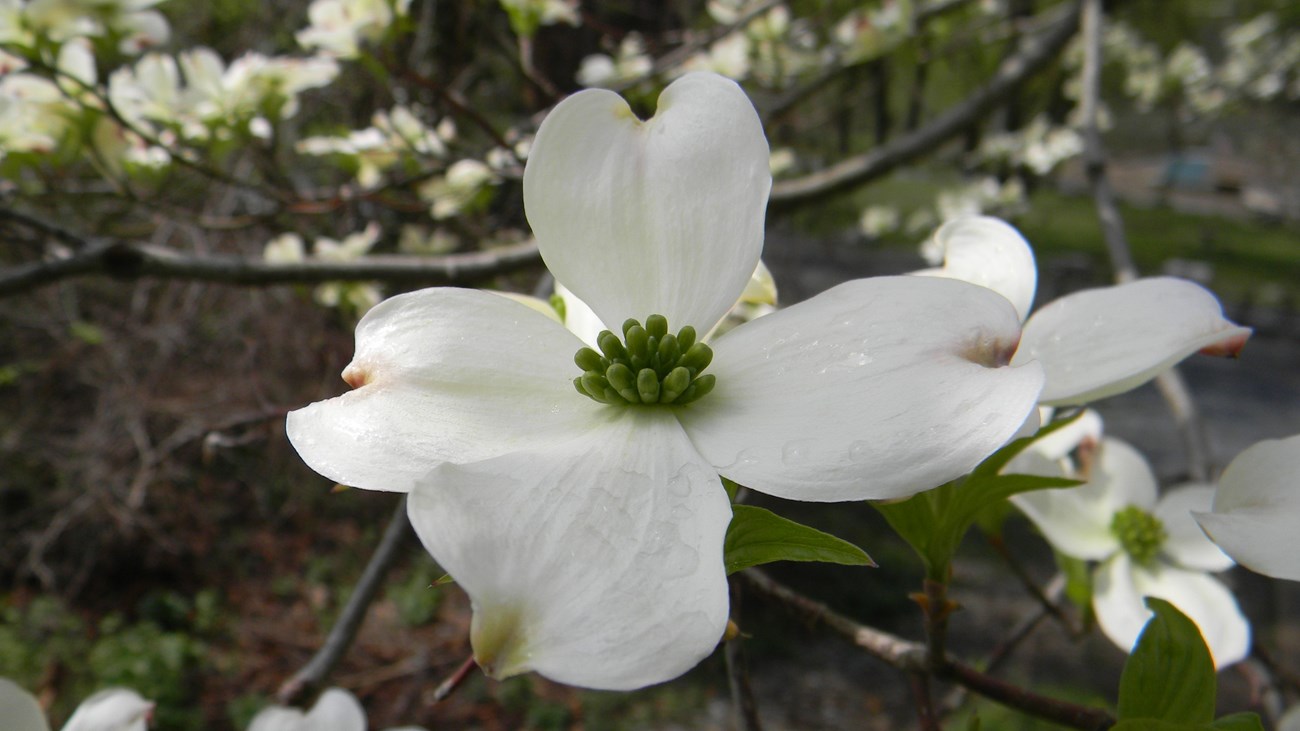 Raindrops gather on the flowers of a Dogwood Tree