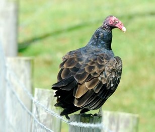 Turkey Vulture