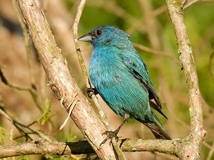 Indigo Bunting on a branch