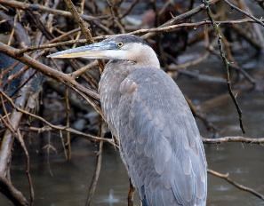 Great Blue Heron