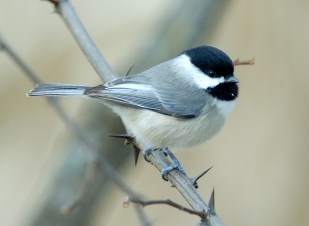 Carolina Chickadee on a branch