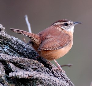 Carolina Wren