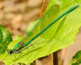 Appalachian Jewelwing on a leaf