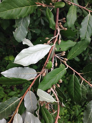 Autumn Olive leaves and fruit