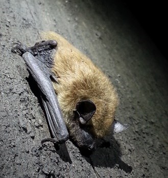 Big Brown Bat