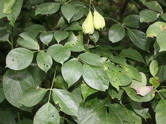 Bladdernut leaves