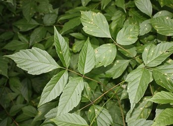 Box Elder