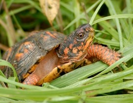 Eastern Box Turtle