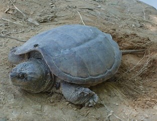 Snapping Turtle in the sand