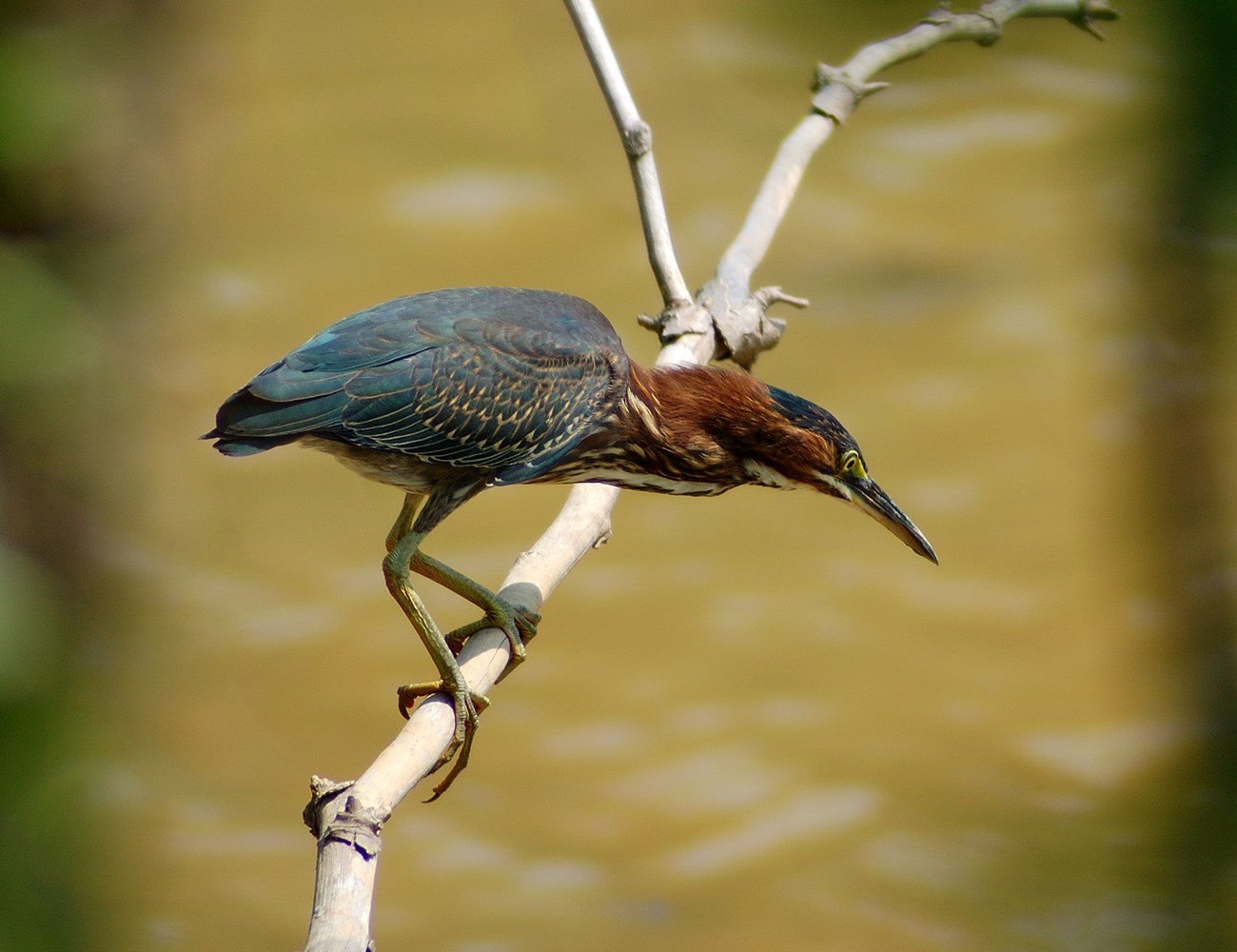 Green Heron