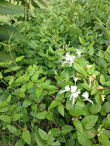 Japanese Honeysuckle Leaves and Flowers