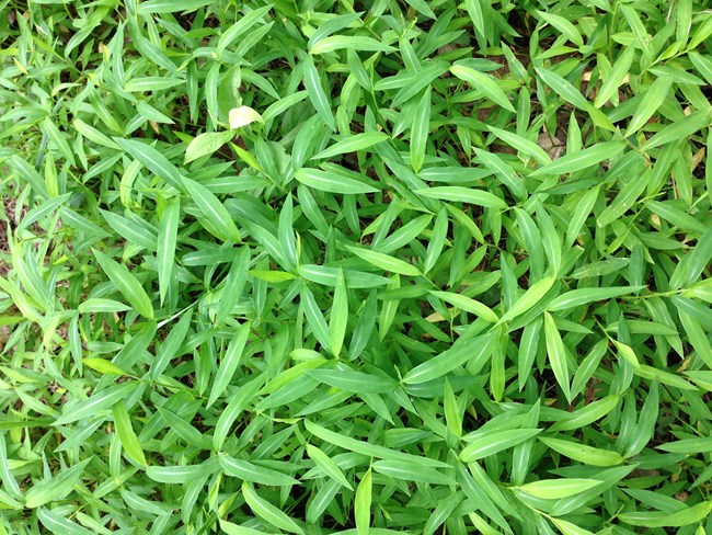 Japanese Stiltgrass Infestation