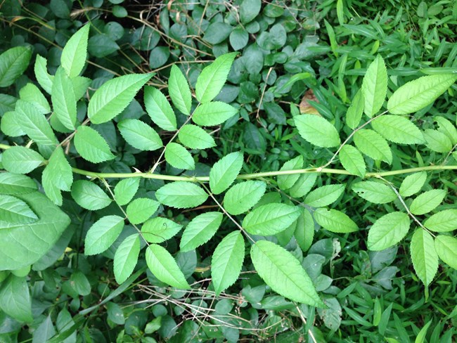 Close up of Multiflora Rose leaves