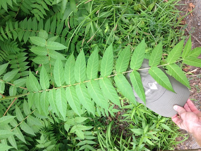 Close up of a leaf of Tree of Heaven