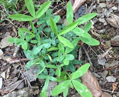 Kate's Mountain Clover