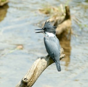 Kingfisher