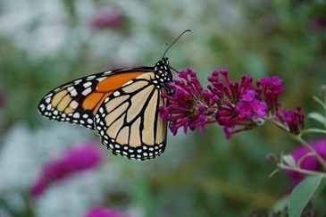 Monarch Butterfly on flowers