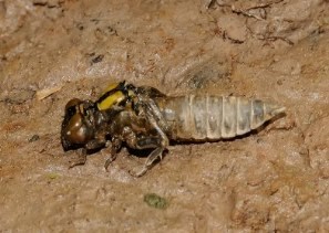 A naiad molts its skin as it grows into adulthood