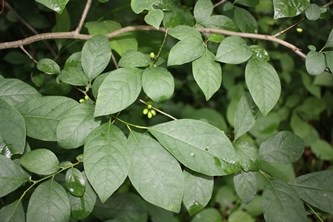 Northern Spicebush