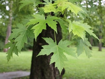 Silver Maple Leaves