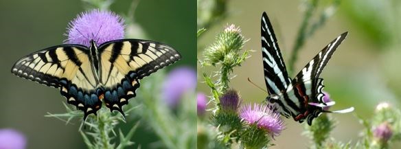 Tiger Swallowtail and Zebra Swallowtail Butterflies on Flowers