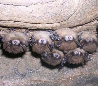 Bats with White-Nose Syndrome