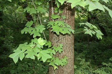 Yellow Poplar leaves