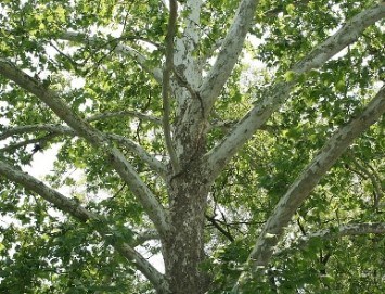 American Sycamore Tree