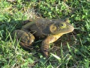 American Bullfrog in the grass